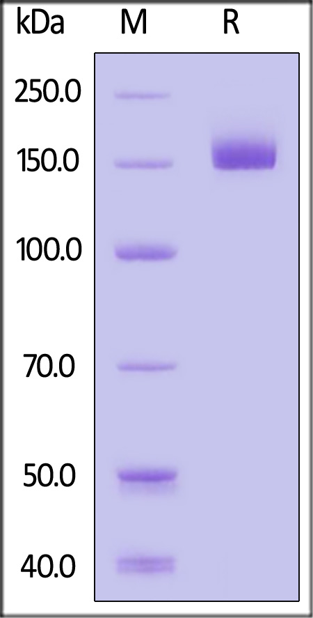 CD9-H82E4-sds