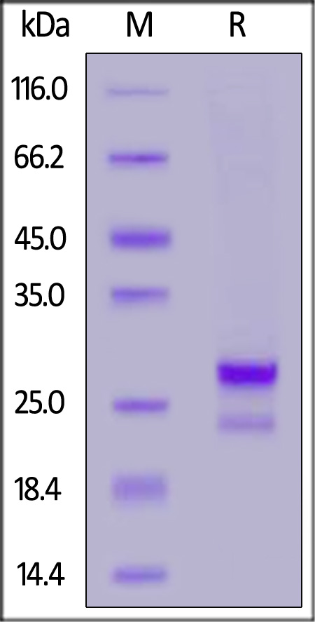 CD9-H82E7-sds