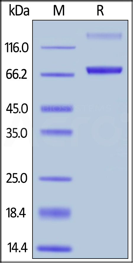 CD9-HF251-sds