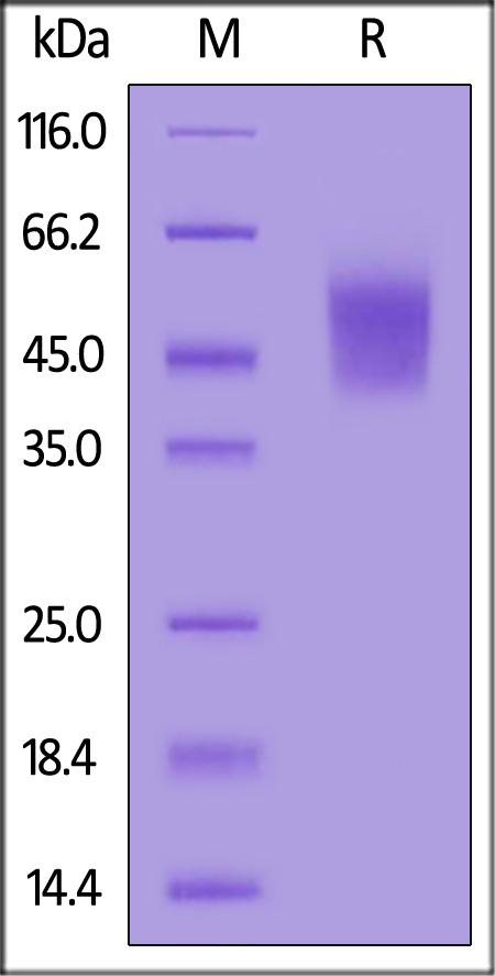 CD9-R52H3-sds