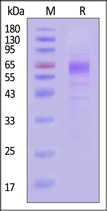 CD9-R52H4-sds