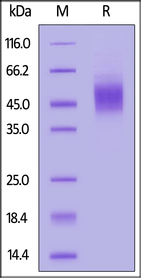 Rat CD19, His Tag (Cat. No. CD9-R52H6) SDS-PAGE gel