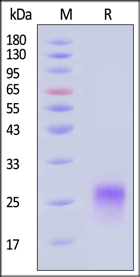 CDA-C52H4-sds