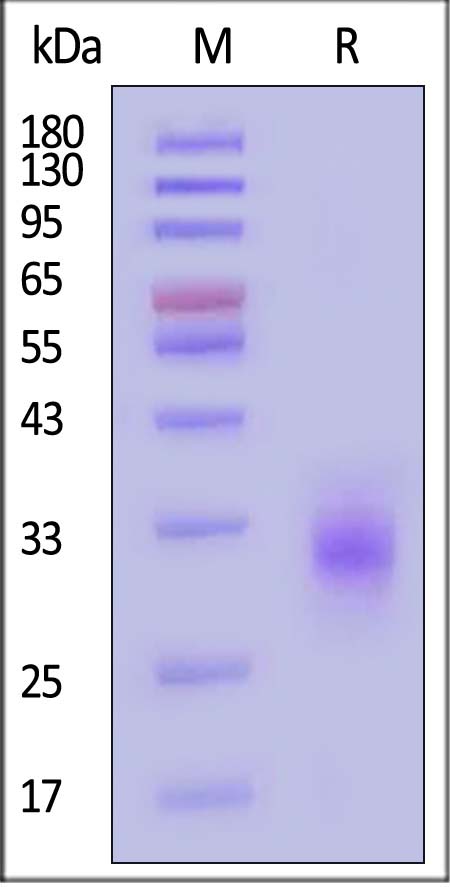 CDA-H5221-sds