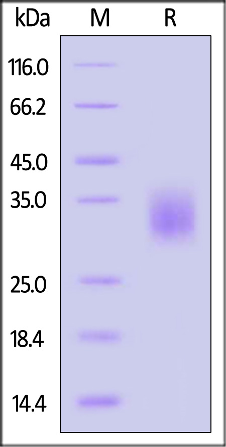 Fc gamma RIIA / CD32a SDS-PAGE