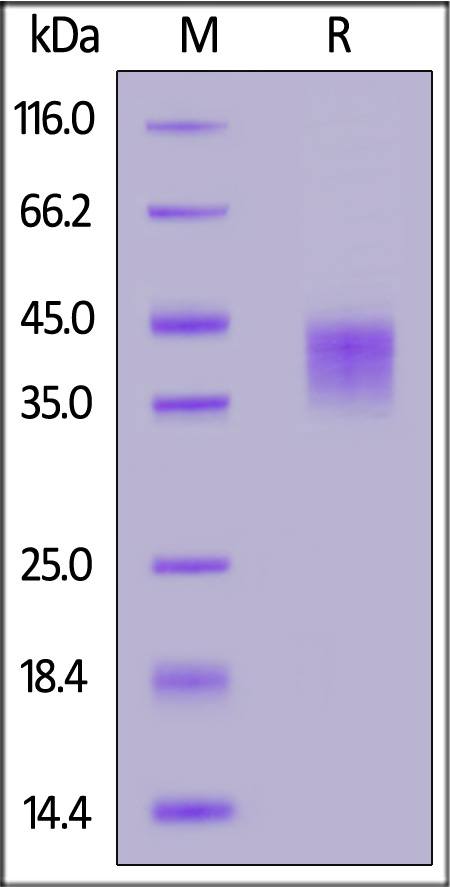 CDA-H52H6-sds