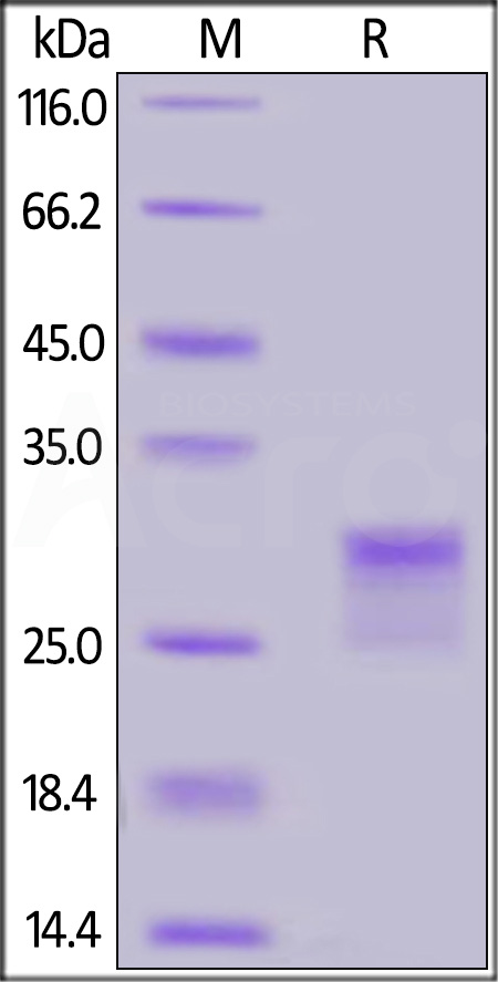 CD8 alpha SDS-PAGE