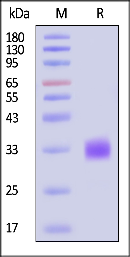 Fc gamma RIIA / CD32a SDS-PAGE