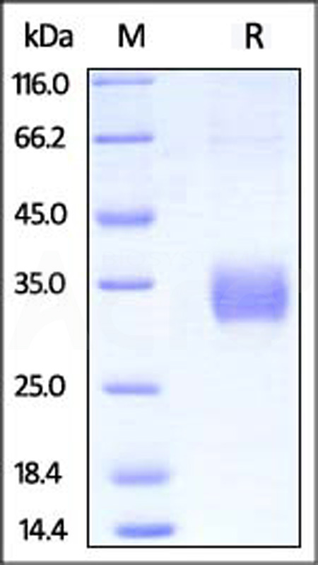 CDA-H82E6-sds