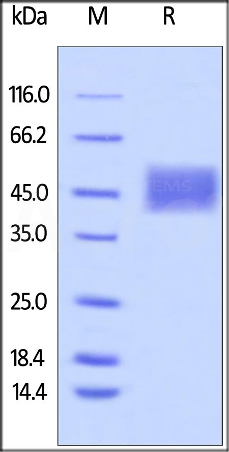 CDA-H82E8-sds