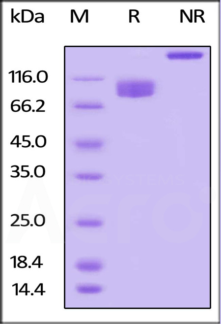 LILRB3 SDS-PAGE