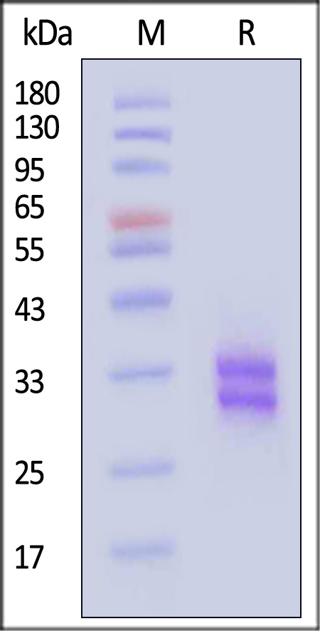 CDA-H82W7-sds