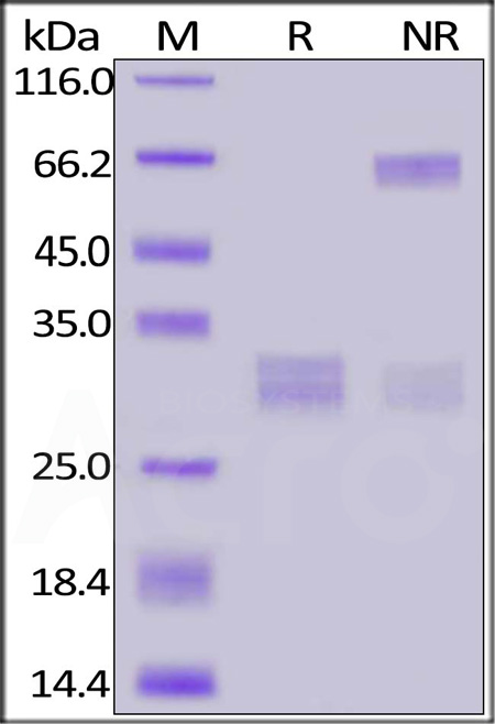 CD8 alpha & beta SDS-PAGE