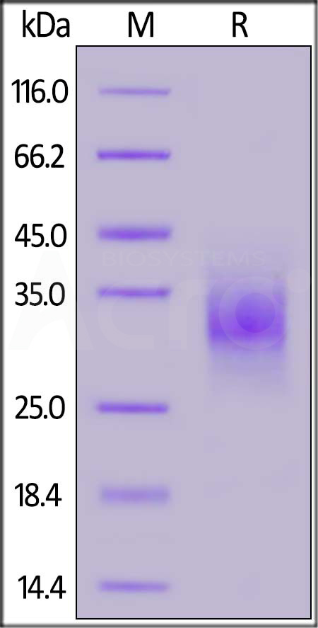 CDA-R52H4-sds