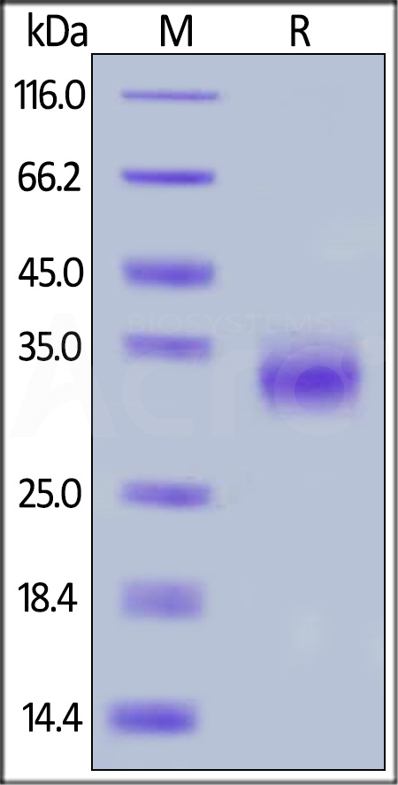 Fc gamma RIIB / CD32b SDS-PAGE