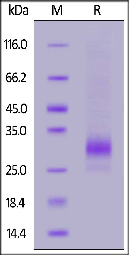 CD79B SDS-PAGE