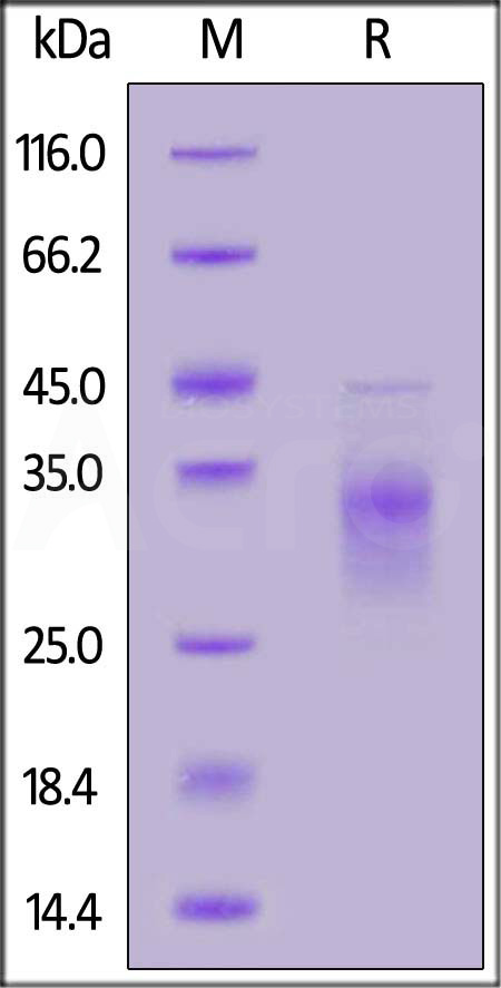 CD79B SDS-PAGE