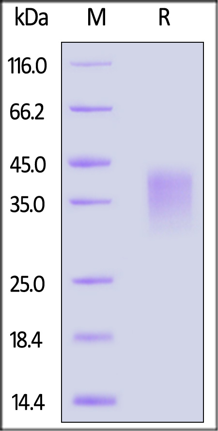 CD300c SDS-PAGE