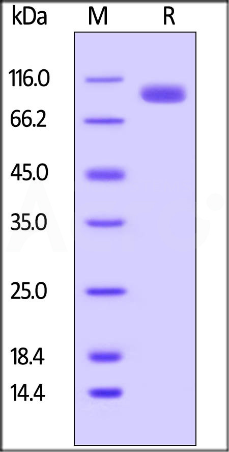 Biotinylated Human LILRB5, Fc,Avitag (Cat. No. CDC-H82F8) SDS-PAGE gel