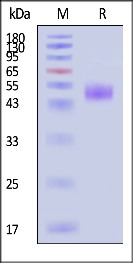 CDD-H82W0-sds