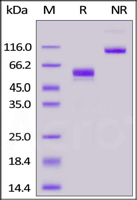 CDD-M52W2-sds