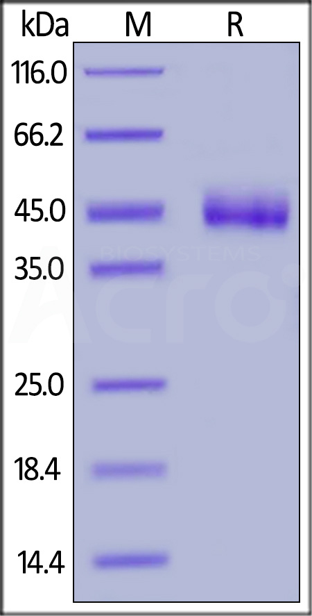 CD3 epsilon SDS-PAGE