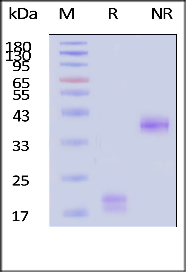 CDE-H5223-sds