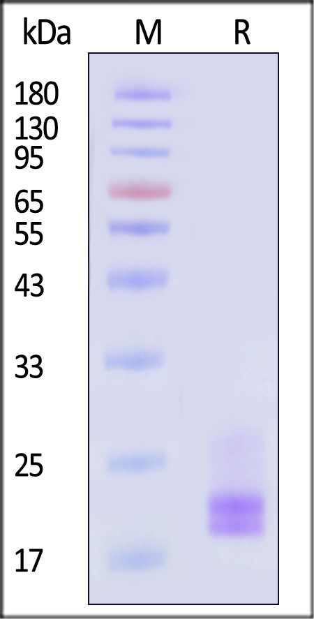 CD3E & CD3G SDS-PAGE