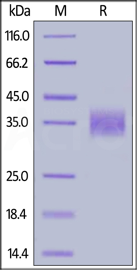 CDK-M5229-sds