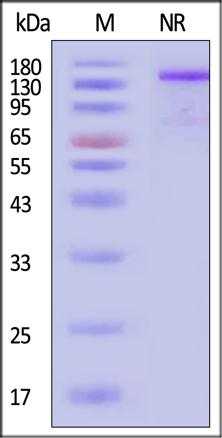 CDL-H5269-sds