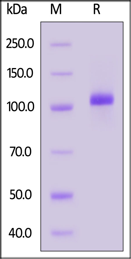 CDS-H52H7-sds