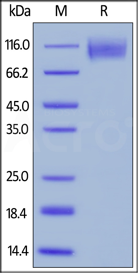 CEACAM-5 SDS-PAGE