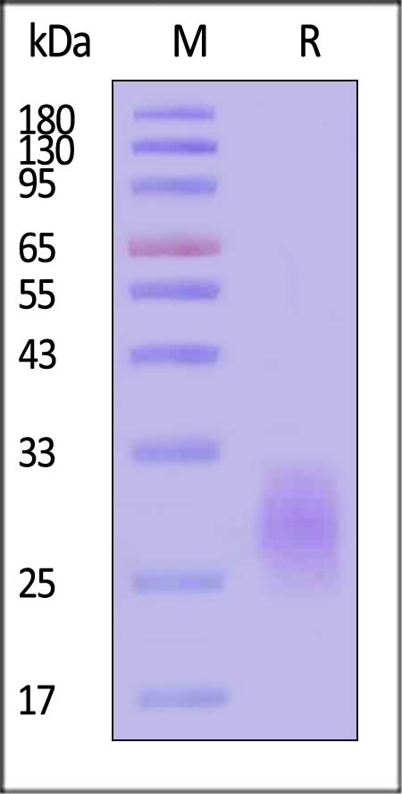 CE5-H82E4-sds