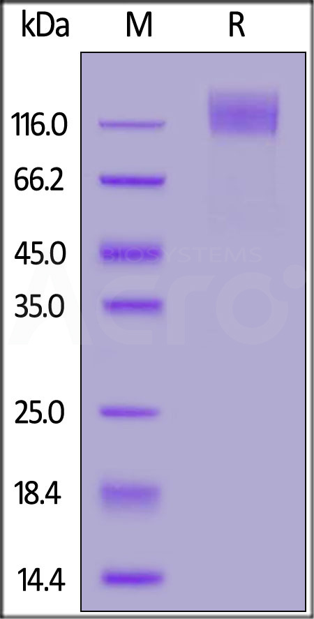 CEACAM-5 SDS-PAGE