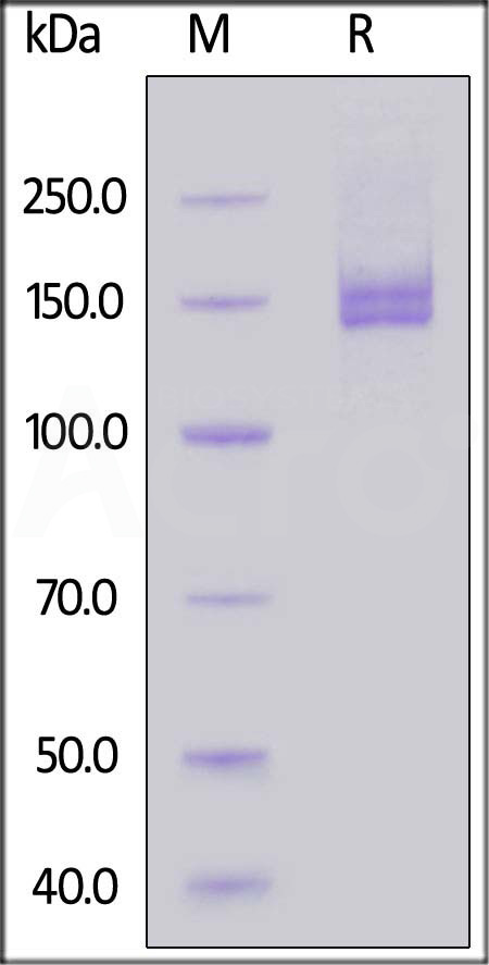 CEACAM-5 SDS-PAGE