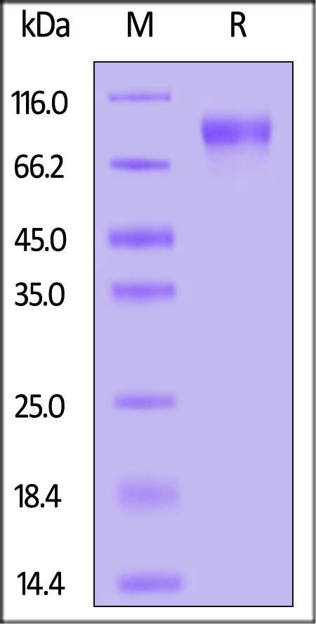 CEACAM-6 SDS-PAGE