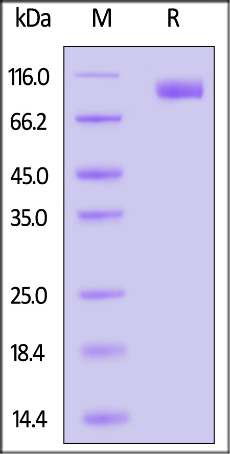 CEACAM-6 SDS-PAGE