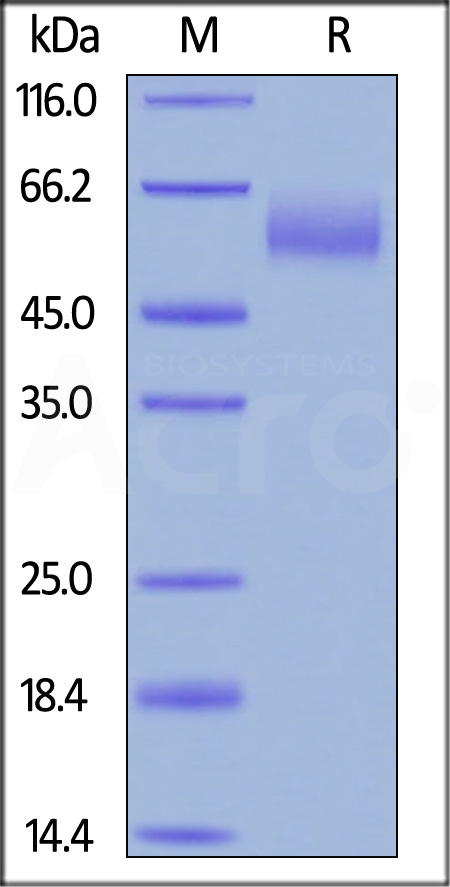 CEACAM-8 SDS-PAGE