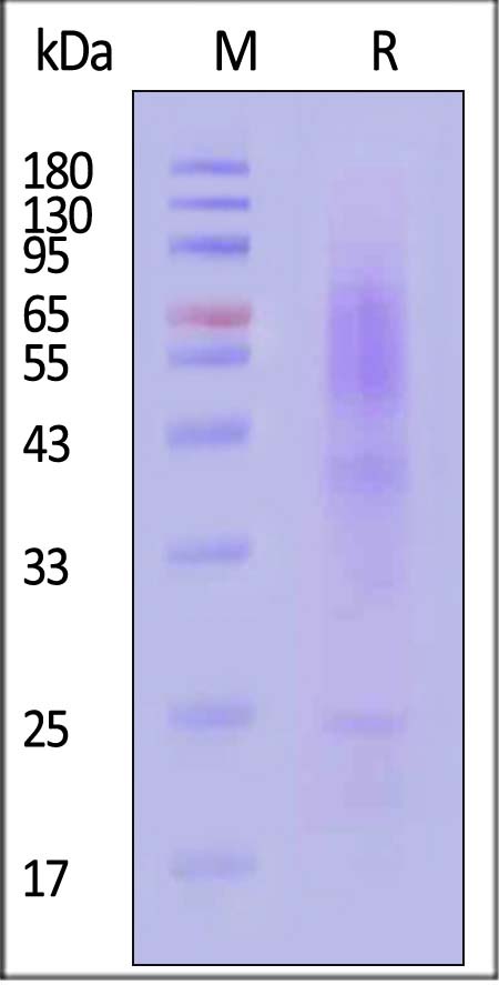 Claudin-18.2 SDS-PAGE