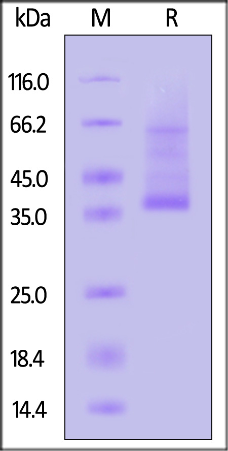 CL2-M5585-sds