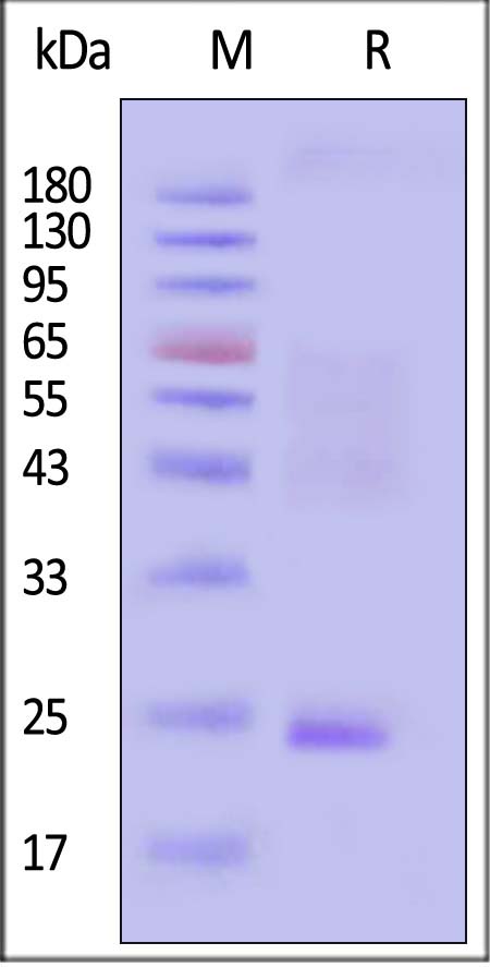 CL9-H5586-sds