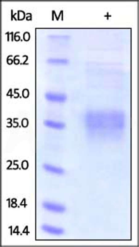 Clusterin SDS-PAGE