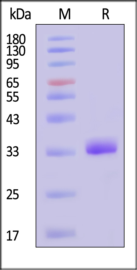 CO1-M5243-sds