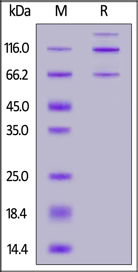 Complement C3 SDS-PAGE