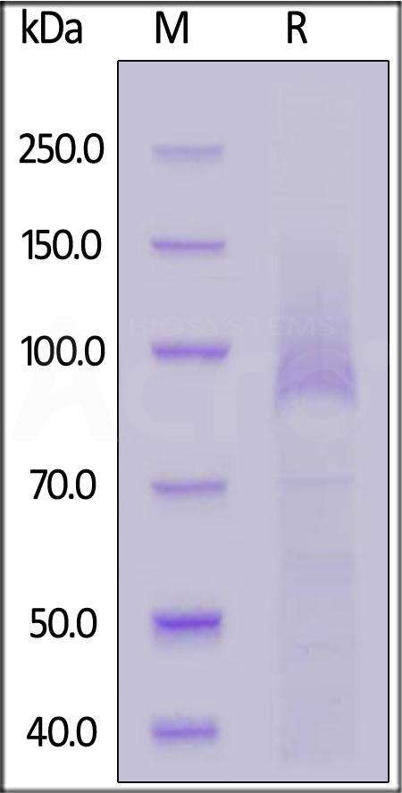 COMP SDS-PAGE