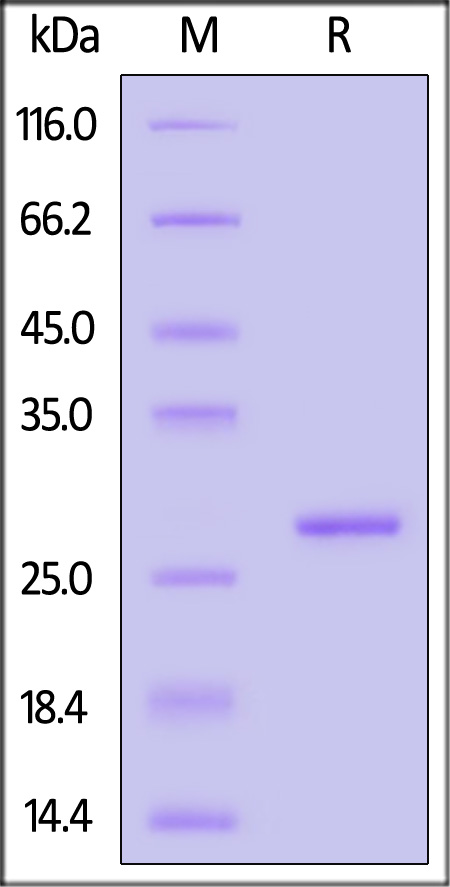 C-Reactive Protein SDS-PAGE