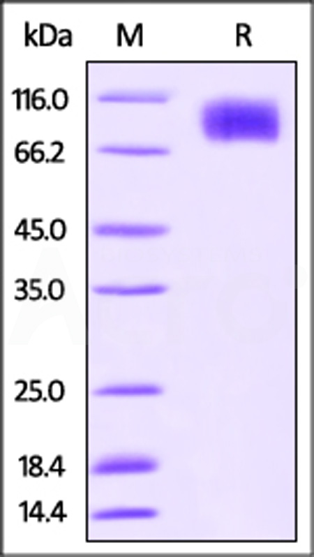 M-CSF R SDS-PAGE