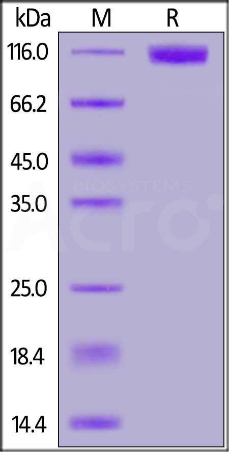 CSR-H5255-sds