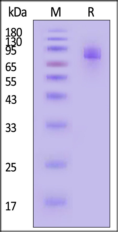 M-CSF R SDS-PAGE