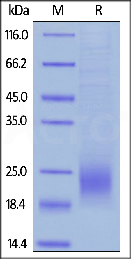 CT4-C82E5-sds